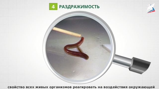 4 свойство всех живых организмов реагировать на воздействия окружающей среды 