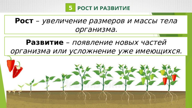 5 Рост – увеличение размеров и массы тела организма. Развитие – появление новых частей организма или усложнение уже имеющихся. 