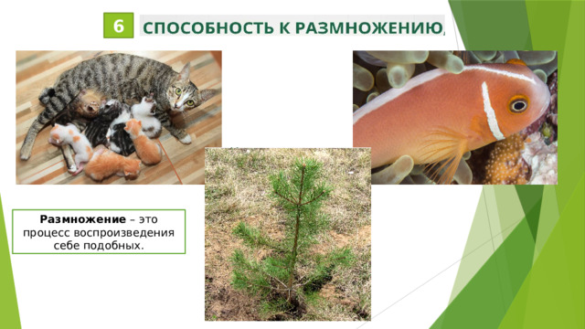 6 Размножение – это процесс воспроизведения себе подобных.  