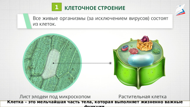 1 Клетка – это мельчайшая часть тела, которая выполняет жизненно важные функции. 