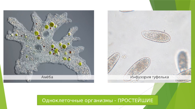Одноклеточные организмы - ПРОСТЕЙШИЕ 