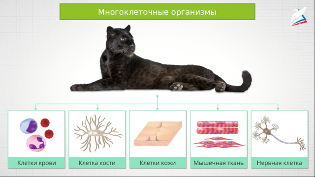 Многоклеточные организмы 
