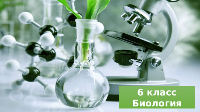 6 класс Биология 