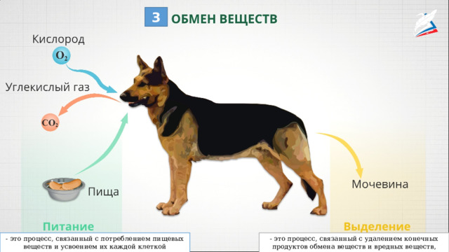 3 - это процесс, связанный с потреблением пищевых веществ и усвоением их каждой клеткой организма. - это процесс, связанный с удалением конечных продуктов обмена веществ и вредных веществ, которые попали в организм. 