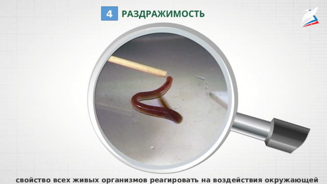 4 свойство всех живых организмов реагировать на воздействия окружающей среды 
