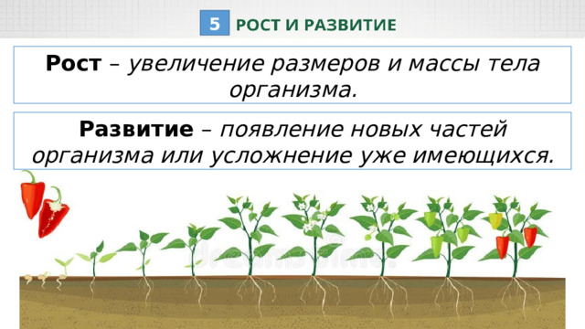 5 Рост – увеличение размеров и массы тела организма. Развитие – появление новых частей организма или усложнение уже имеющихся. 