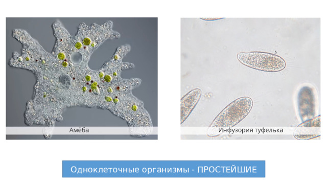 Одноклеточные организмы - ПРОСТЕЙШИЕ 
