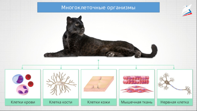 Многоклеточные организмы 