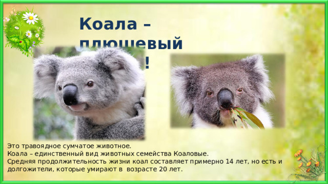 Коала – плюшевый мишка! Это травоядное сумчатое животное. Коала – единственный вид животных семейства Коаловые. Средняя продолжительность жизни коал составляет примерно 14 лет, но есть и долгожители, которые умирают в возрасте 20 лет. 
