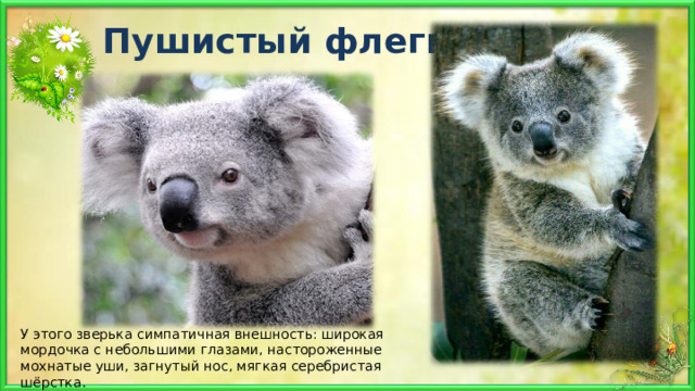 Пушистый флегматик! У этого зверька симпатичная внешность: широкая мордочка с небольшими глазами, настороженные мохнатые уши, загнутый нос, мягкая серебристая шёрстка. 