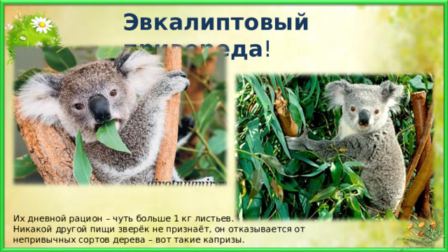 Эвкалиптовый  привереда ! Их дневной рацион – чуть больше 1 кг листьев. Никакой другой пищи зверёк не признаёт, он отказывается от непривычных сортов дерева – вот такие капризы. 
