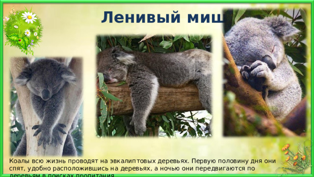 Ленивый мишка! Коалы всю жизнь проводят на эвкалиптовых деревьях. Первую половину дня они спят, удобно расположившись на деревьях, а ночью они передвигаются по деревьям в поисках пропитания. 