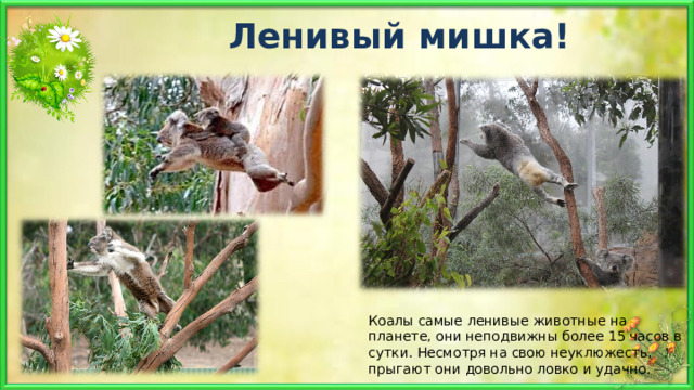 Ленивый мишка! Коалы самые ленивые животные на планете, они неподвижны более 15 часов в сутки. Несмотря на свою неуклюжесть, прыгают они довольно ловко и удачно. 