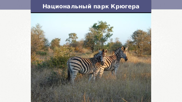 Национальный парк Крюгера 