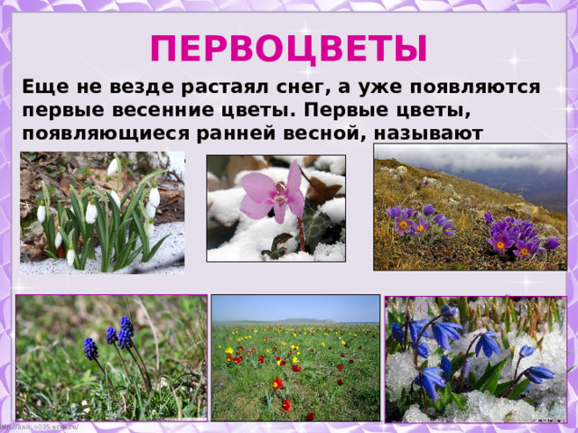 ПЕРВОЦВЕТЫ Еще не везде растаял снег, а уже появляются первые весенние цветы. Первые цветы, появляющиеся ранней весной, называют первоцветами.  