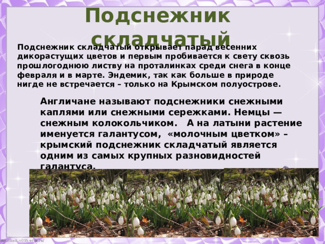 Подснежник складчатый Подснежник складчатый открывает парад весенних дикорастущих цветов и первым пробивается к свету сквозь прошлогоднюю листву на проталинках среди снега в конце февраля и в марте. Эндемик, так как больше в природе нигде не встречается – только на Крымском полуострове. Англичане называют подснежники снежными каплями или снежными сережками. Немцы — снежным колокольчиком. А на латыни растение именуется галантусом, «молочным цветком» – крымский подснежник складчатый является одним из самых крупных разновидностей галантуса. 