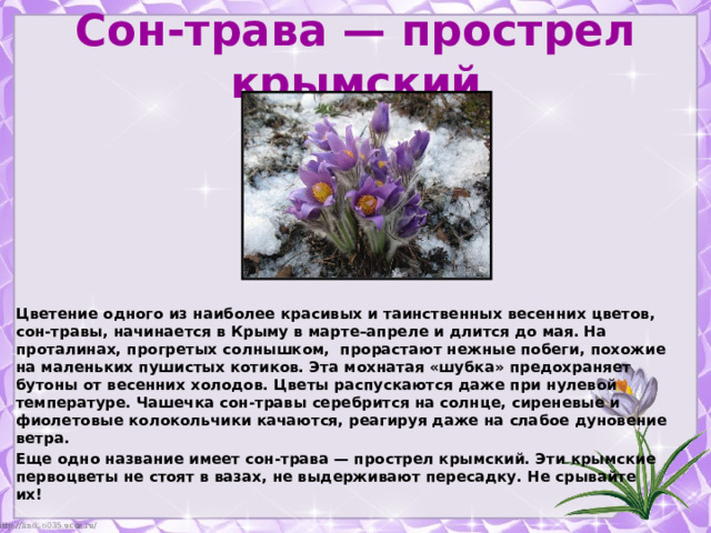 Сон-трава — прострел крымский Цветение одного из наиболее красивых и таинственных весенних цветов, сон-травы, начинается в Крыму в марте–апреле и длится до мая. На проталинах, прогретых солнышком, прорастают нежные побеги, похожие на маленьких пушистых котиков. Эта мохнатая «шубка» предохраняет бутоны от весенних холодов. Цветы распускаются даже при нулевой температуре. Чашечка сон-травы серебрится на солнце, сиреневые и фиолетовые колокольчики качаются, реагируя даже на слабое дуновение ветра. Еще одно название имеет сон-трава — прострел крымский. Эти крымские первоцветы не стоят в вазах, не выдерживают пересадку. Не срывайте их! 