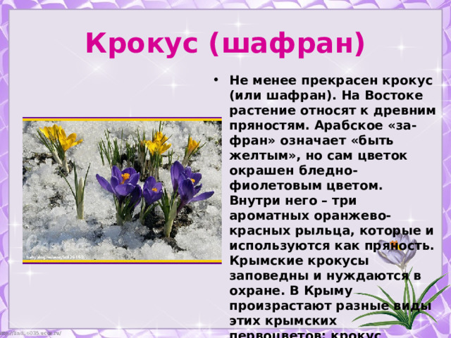 Крокус (шафран) Не менее прекрасен крокус (или шафран). На Востоке растение относят к древним пряностям. Арабское «за-фран» означает «быть желтым», но сам цветок окрашен бледно-фиолетовым цветом. Внутри него – три ароматных оранжево-красных рыльца, которые и используются как пряность. Крымские крокусы заповедны и нуждаются в охране. В Крыму произрастают разные виды этих крымских первоцветов: крокус крымский, крокус Палласа, крокус прекрасный, крокус узколистный, крокус сетчатый. 