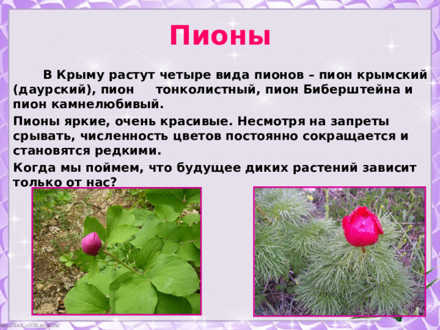 Пионы  В Крыму растут четыре вида пионов – пион крымский (даурский), пион тонколистный, пион Биберштейна и пион камнелюбивый. Пионы яркие, очень красивые. Несмотря на запреты срывать, численность цветов постоянно сокращается и становятся редкими. Когда мы поймем, что будущее диких растений зависит только от нас? 
