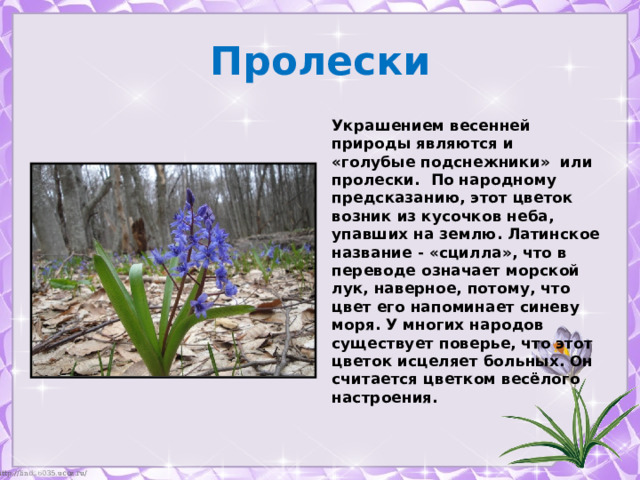 Пролески Украшением весенней природы являются и «голубые подснежники» или пролески. По народному предсказанию, этот цветок возник из кусочков неба, упавших на землю. Латинское название - «сцилла», что в переводе означает морской лук, наверное, потому, что цвет его напоминает синеву моря. У многих народов существует поверье, что этот цветок исцеляет больных. Он считается цветком весёлого настроения. 