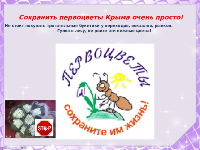  Сохранить первоцветы Крыма очень просто!   Не стоит покупать трогательные букетики у переходов, вокзалов, рынков. Гуляя в лесу, не рвите эти нежные цветы!   