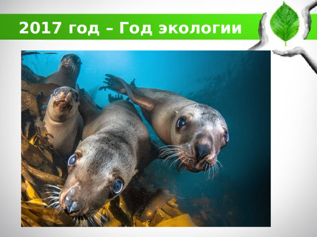2017 год – Год экологии 