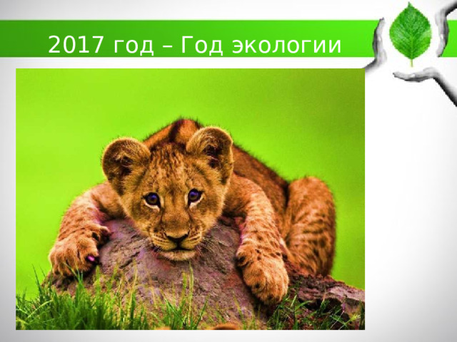 2017 год – Год экологии 