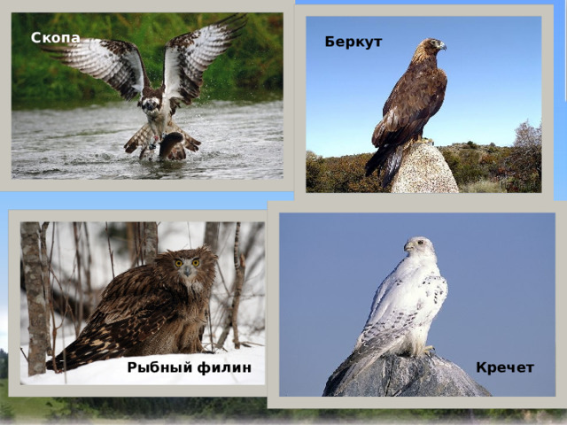  Скопа Беркут   Рыбный филин Кречет 