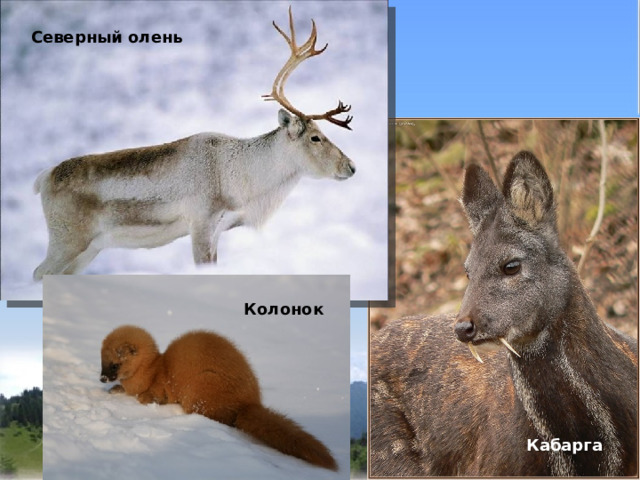  Северный олень   Колонок Кабарга 