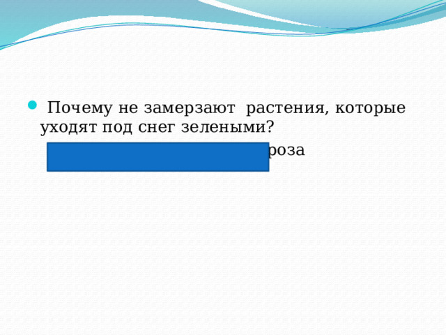  Почему не замерзают растения, которые уходят под снег зелеными?  Снег защищает их от мороза 