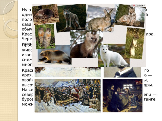 Ну а из Иркутска мы полетим дальше, в  Красноярск . Это один из крупнейших городов России. Он основан в первой половине семнадцатого века. Своё название получил от казачьего острога под названием «Красный Яр». Яром обычно называют высокий обрывистый берег. Стоит Красноярск на  реке Енисей , одной из величайших рек мира. Через Енисей построен автомобильно–пешеходный мост, длина которого более 2 километров. Прославил свой родной город и выдающийся художник–живописец  Василий Иванович Суриков , автор таких известных работ, как «Боярыня Морозова», «Взятие снежного городка», «Переход Суворова через Альпы» и многих других. Красноярск — центр огромной территории, Красноярского края. Большую часть Красноярского края занимает тайга — хвойные леса, в которых растут лиственницы, ели, пихты, высоченные таёжные сосны и уникальные сибирские кедры. На севере Красноярского края водятся белые медведи и северные олени. В горах —архары, снежные барсы. В степи — бурозубки, волки, зайцы, рыси, суслики и росомахи. А в тайге можно увидеть соболя, песца, горностая… 