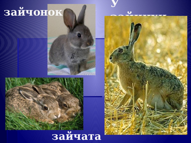 У зайчихи… зайчонок зайчата  