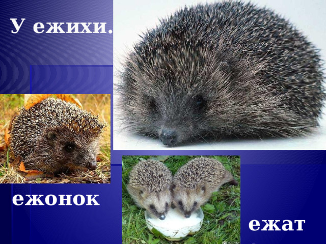 У ежихи… ежонок ежата 