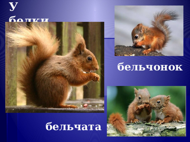 У белки… бельчонок бельчата 