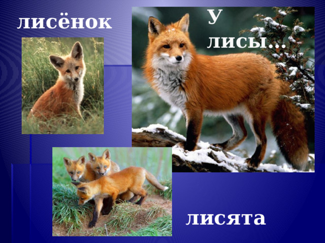 лисёнок У лисы… лисята 