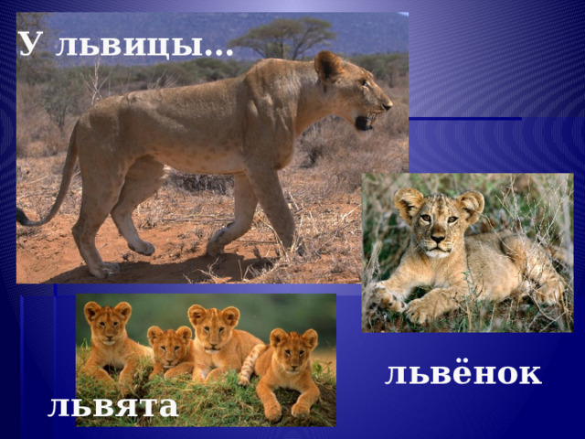 У львицы… львёнок львята 
