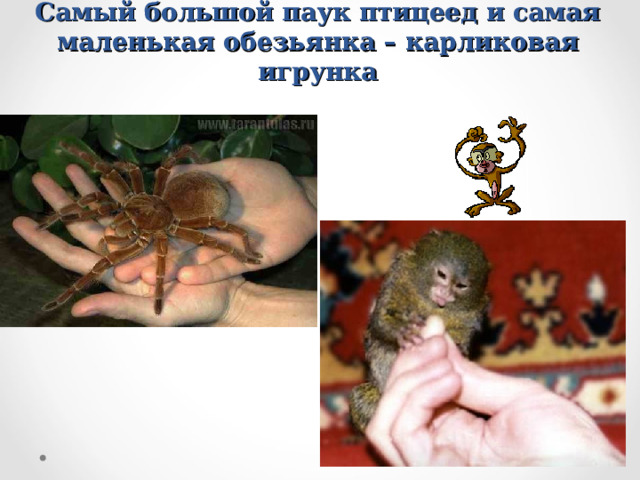 Самый большой паук птицеед и самая маленькая обезьянка – карликовая игрунка 