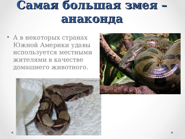 Самая большая змея – анаконда А в некоторых странах Южной Америки удавы используется местными жителями в качестве домашнего животного. 