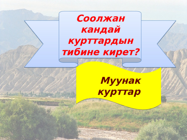 Соолжан кандай курттардын тибине кирет?  Муунак курттар 