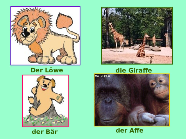 Der L öwe die Giraffe der Affe der B är 