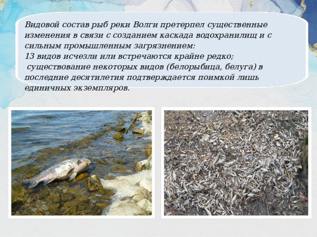 Видовой состав рыб реки Волги претерпел существенные изменения в связи с созданием каскада водохранилищ и с сильным промышленным загрязнением: 13 видов исчезли или встречаются крайне редко;  существование некоторых видов (белорыбица, белуга) в последние десятилетия подтверждается поимкой лишь единичных экземпляров. 