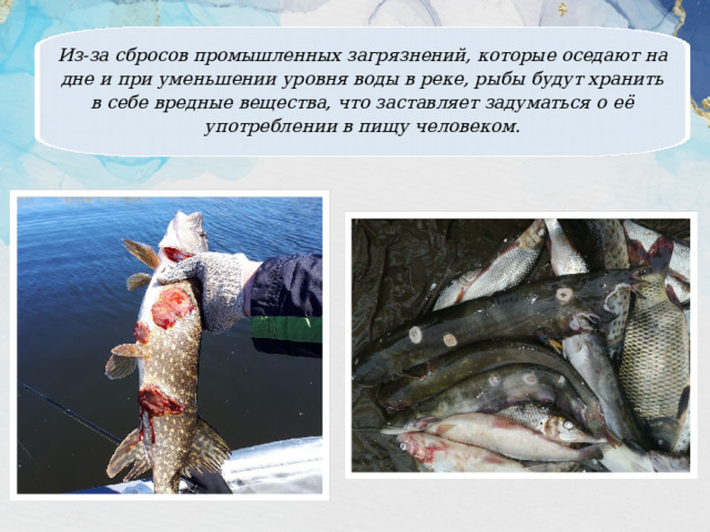 Из-за сбросов промышленных загрязнений, которые оседают на дне и при уменьшении уровня воды в реке, рыбы будут хранить в себе вредные вещества, что заставляет задуматься о её употреблении в пищу человеком. 