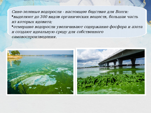 Сине-зеленые водоросли - настоящее бедствие для Волги: выделяют до 300 видов органических веществ, большая часть из которых ядовита; отмершие водоросли увеличивают содержание фосфора и азота и создают идеальную среду для собственного самовоспроизведения. 