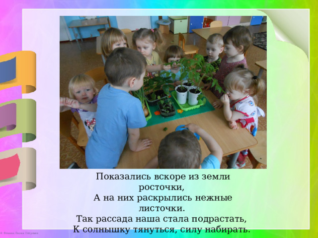 Показались вскоре из земли росточки, А на них раскрылись нежные листочки. Так рассада наша стала подрастать, К солнышку тянуться, силу набирать. 