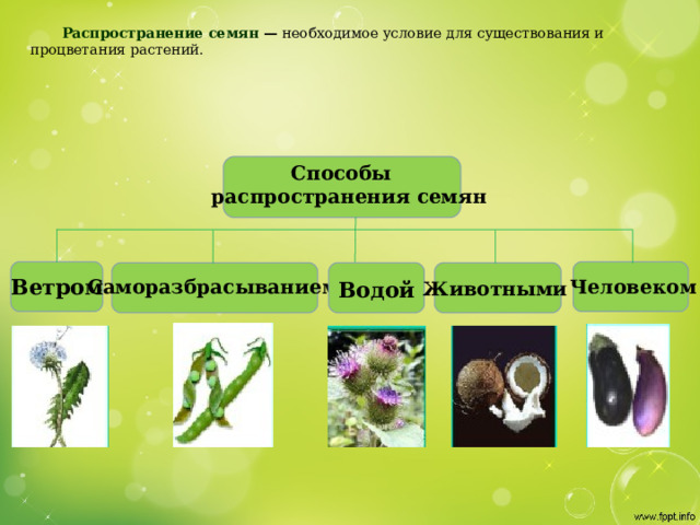  Распространение семян — необходимое условие для существования и процветания растений.  Способы  распространения семян Ветром Человеком Саморазбрасыванием Водой Животными 