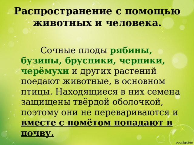 Распространение с помощью животных и человека.    Сочные плоды рябины, бузины, брусники, черники, черёмухи и других растений поедают животные, в основном птицы. Находящиеся в них семена защищены твёрдой оболочкой, поэтому они не перевариваются и вместе с помётом попадают в почву.  