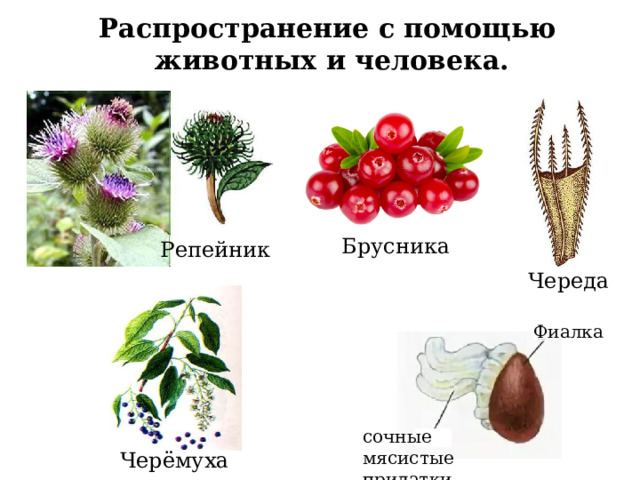 Череда Распространение с помощью животных и человека.   Брусника Репейник Череда Фиалка сочные мясистые придатки Черёмуха 