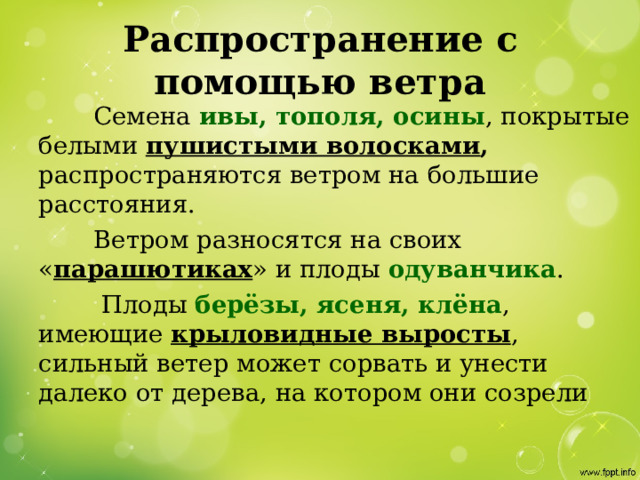 Распространение с помощью ветра  Семена ивы, тополя, осины , покрытые белыми пушистыми волосками , распространяются ветром на большие расстояния.   Ветром разносятся на своих « парашютиках » и плоды одуванчика .   Плоды берёзы, ясеня, клёна , имеющие крыловидные выросты , сильный ветер может сорвать и унести далеко от дерева, на котором они созрели 