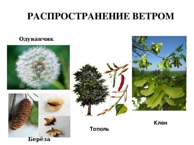 Одуванчик Берёза 