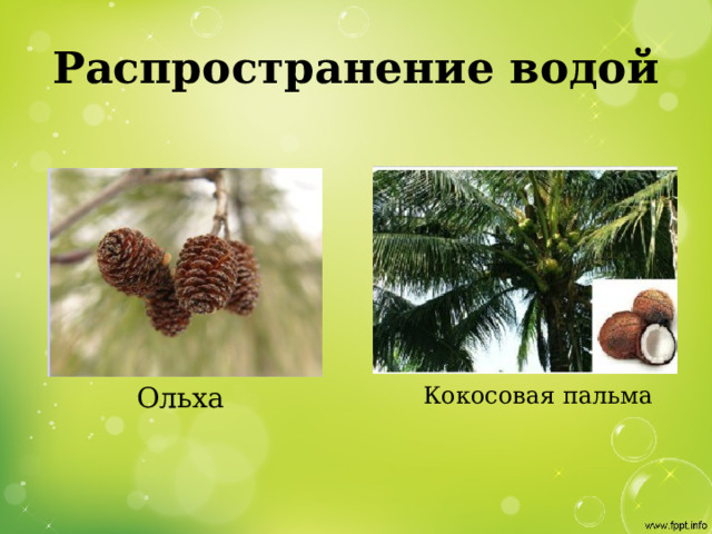 Распространение водой Ольха Кокосовая пальма 
